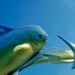 Mahimahi